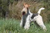 FOX TERRIER 363